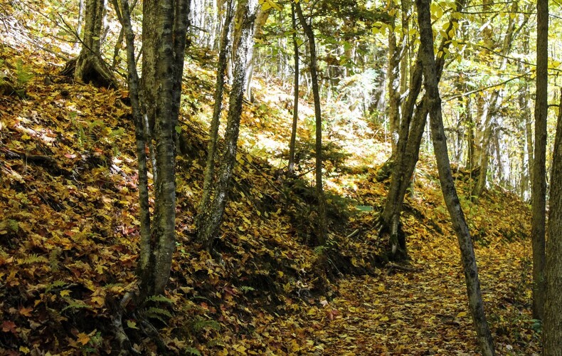 Programme d'aménagement durable des forêts (PADF)